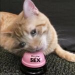 超嫩蘿莉雲集『玉紫醬+甜甜起司桃+貓七小+兔醬』極品翹乳粉穴榨乾你的精華超養眼 甜甜起司桃